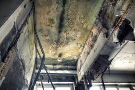 Best Environmental Consulting for Mold Prevention  in Richmond, IL